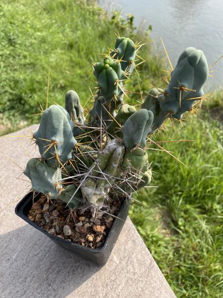 Trichocereus bridgesii monstrosus